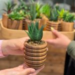 کاکتوس چوبی