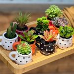 مینی گلدان فنجون کاکتوس - تصویر 2