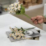 شاخه بابونه