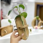 آویز پتوس - تصویر 2