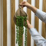 ریسه غوره - تصویر 2